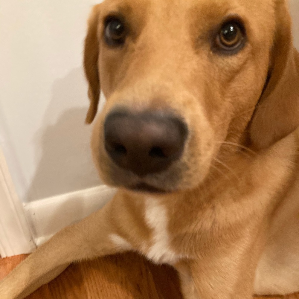 Meet your Posher, Cali